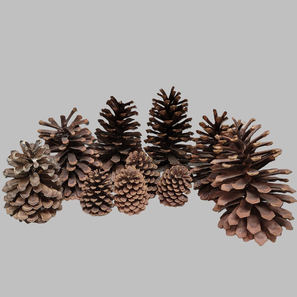 Natural Pine Cones Craft Supply Rustic Home Decor Christmas Decorations Fall